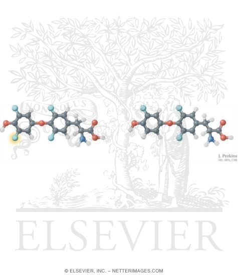 Watermarked preview of unlabeled image: Structure of T3 and T4
