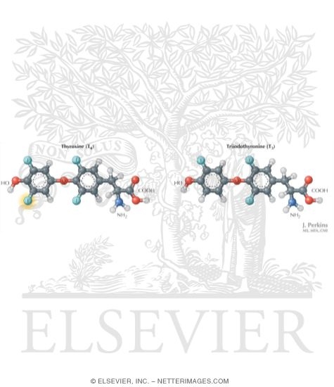 Structure of T3 and T4