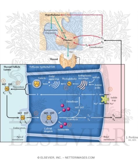 Watermarked preview of labeled image: Thyroid Gland Function