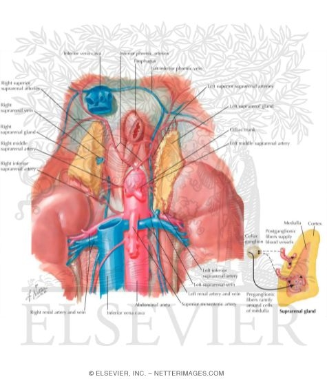 Adrenal: Physiology Of Adrenal Gland