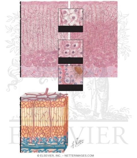 Watermarked preview of unlabeled image: Adrenal Gland Histology