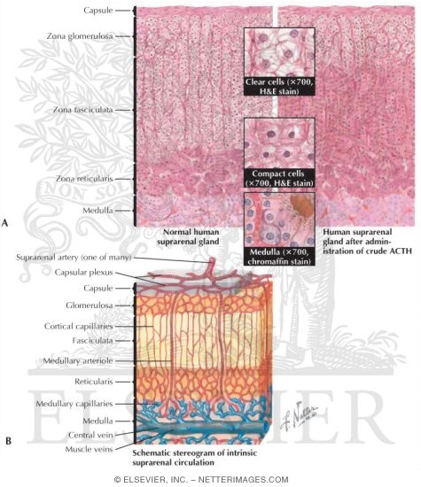 Watermarked preview of labeled image: Adrenal Gland Histology
