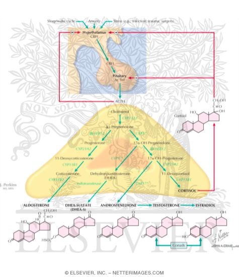 cortical hormones