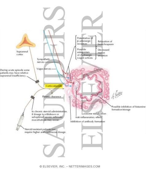 Watermarked preview of labeled image: Corticosteroid Actions in Bronchial Asthma