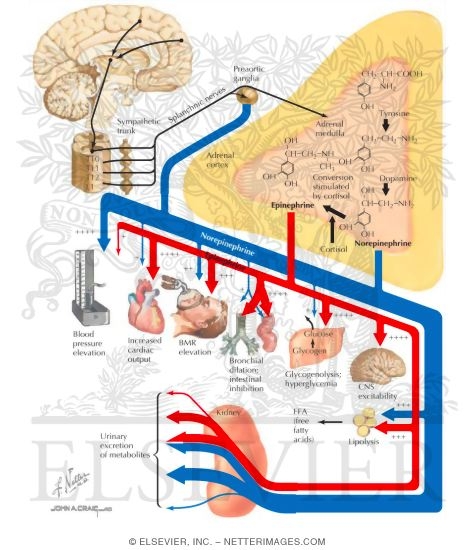 Function of the Adrenal Medulla