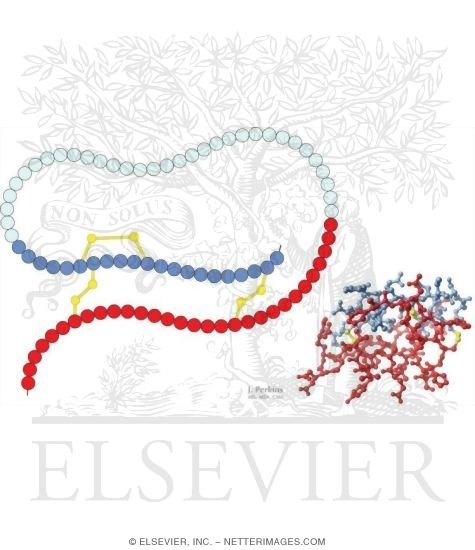 Insulin Structure