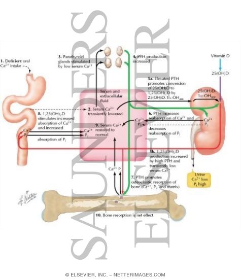 Watermarked preview of labeled image: Nutritional Calcium Deficiency
