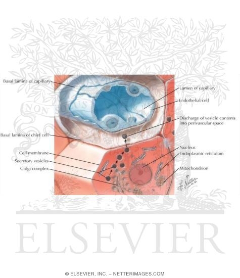 Watermarked preview of labeled image: Histology of the Normal Parathyroid Glands
