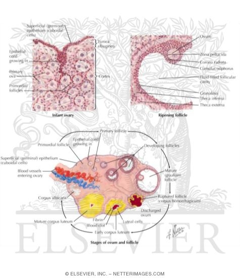 Ovary, Ova and Follicles