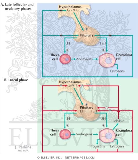 Hormonal Regulation of the Menstrual Cycle