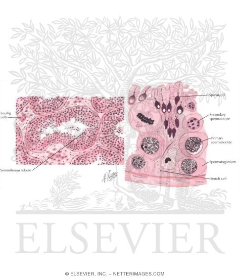 Watermarked preview of labeled image: The Testes and Spermatogenesis