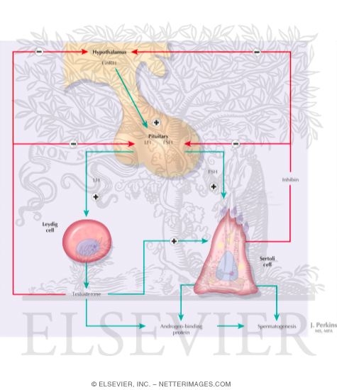 Watermarked preview of labeled image: Control of Testicular Function