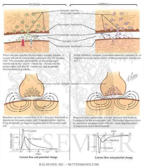 Chemical Transmission At The Synapse