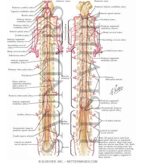 Watermarked preview of labeled image: Arteries of Spinal Cord: Schema