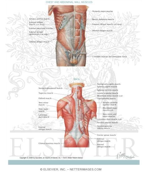 Watermarked preview of labeled image: Musculature of the Chest, Abdomen, and Back