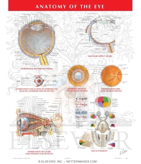 Anatomy of the Eye