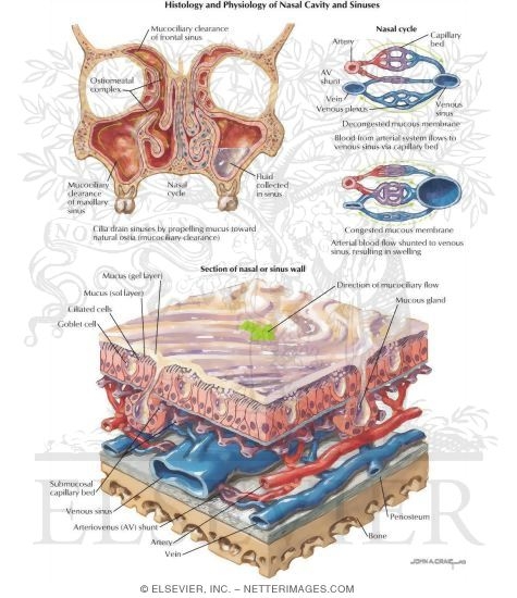 Histology and Physiology of Nasal Cavity and Sinuses