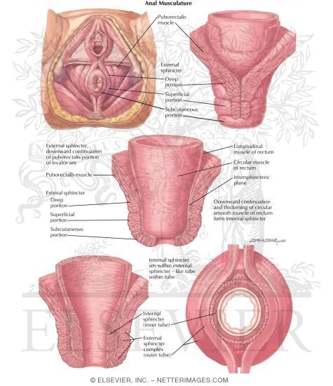 Watermarked preview of labeled image: Anorectal Disorders: Anal Musculature