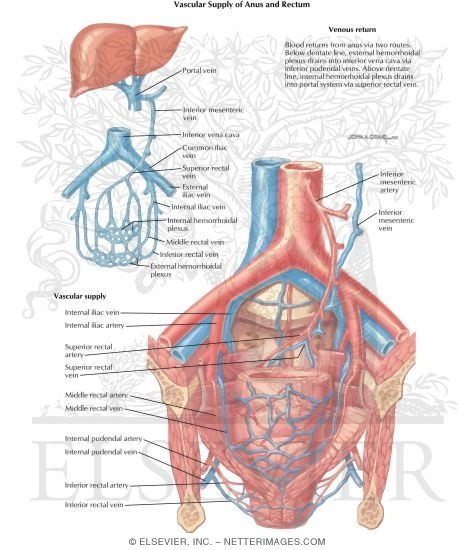 Watermarked preview of labeled image: Anorectal Disorders: Vascular Supply Of Anus And Rectum