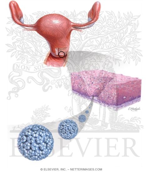Sexually Transmitted Infections: Human Papillomavirus (HPV)