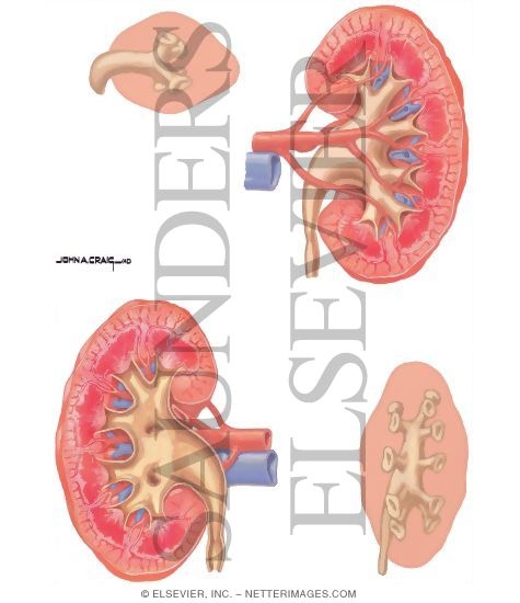 Urinary Calculi: Renal Anatomy