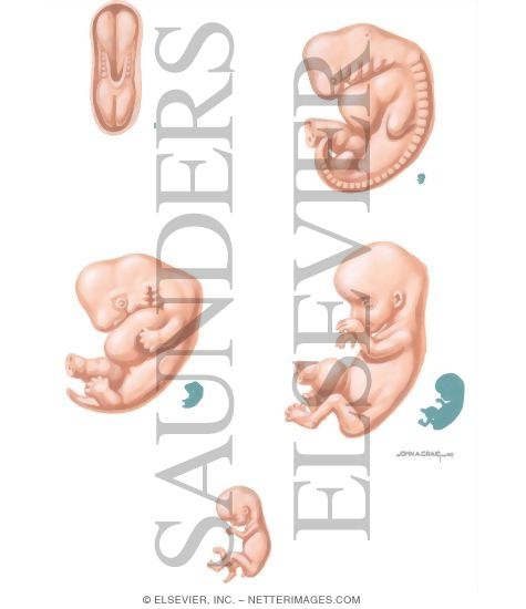 Watermarked preview of unlabeled image: Routine Prenatal Care: First Trimester