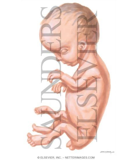 Watermarked preview of unlabeled image: Routine Prenatal Care: Second Trimester