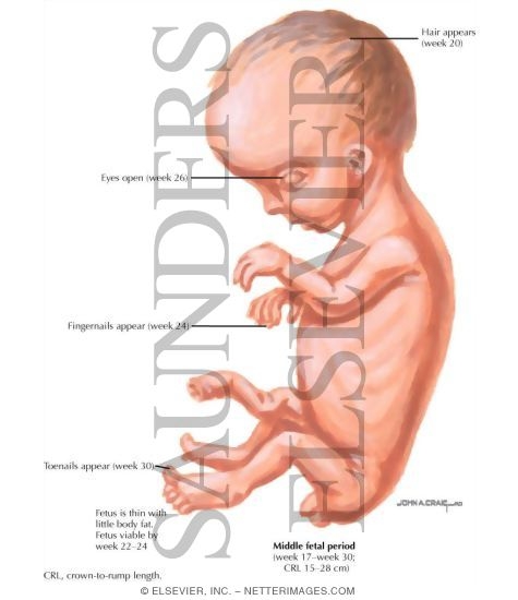 Watermarked preview of labeled image: Routine Prenatal Care: Second Trimester