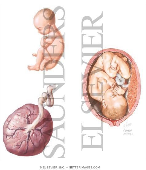 Routine Prenatal Care: Third Trimester