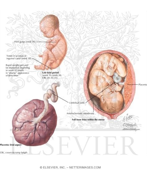Watermarked preview of labeled image: Routine Prenatal Care: Third Trimester