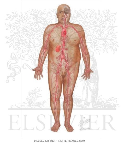 Watermarked preview of unlabeled image: Diabetes Mellitus and Its Complications: Micro and Macrovascular Complications
