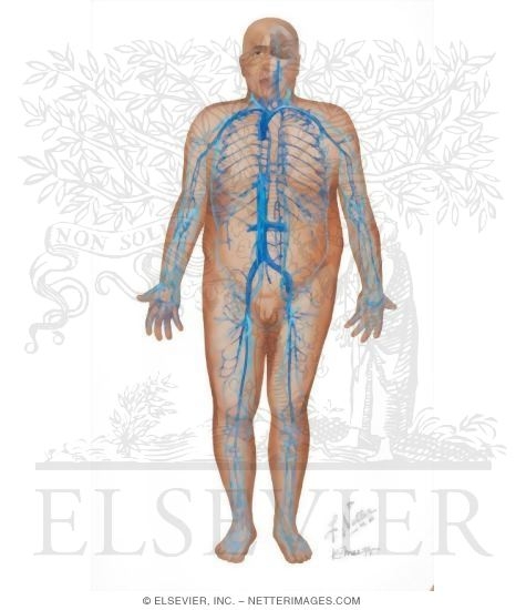 Watermarked preview of unlabeled image: Diabetes Mellitus and Its Complications: Micro and Macrovascular Complications