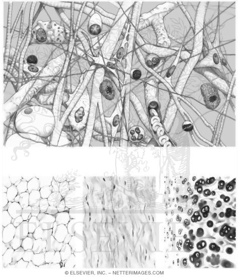 Connective Tissues