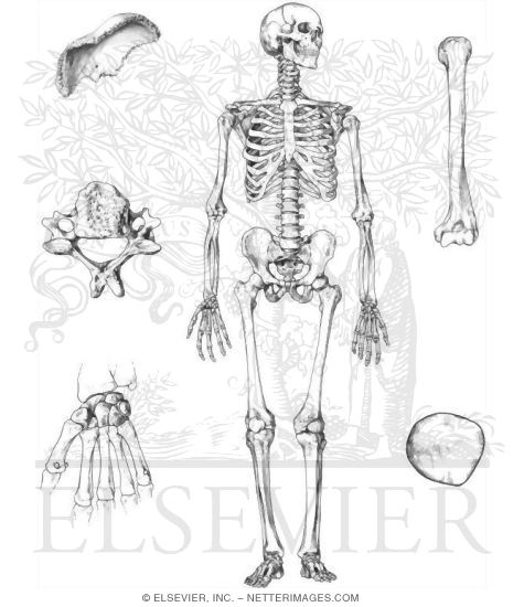 Skeleton and Shapes of Bones