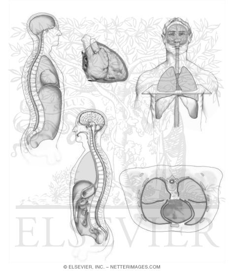 Watermarked preview of unlabeled image: Body Cavities