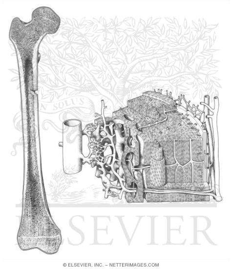 Bone Structure and Classification