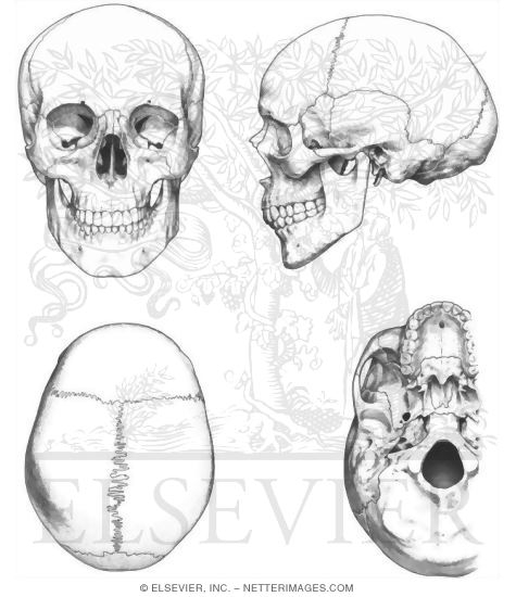 External Features of the Skull