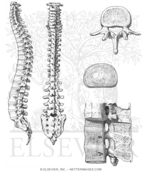 Vertebral column with labels