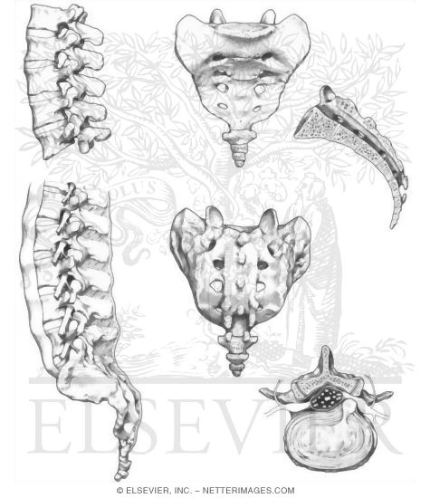 Lumbar, Sacral, and Coccygeal Vertebrae