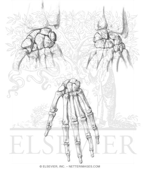 Download Wrist And Hand
