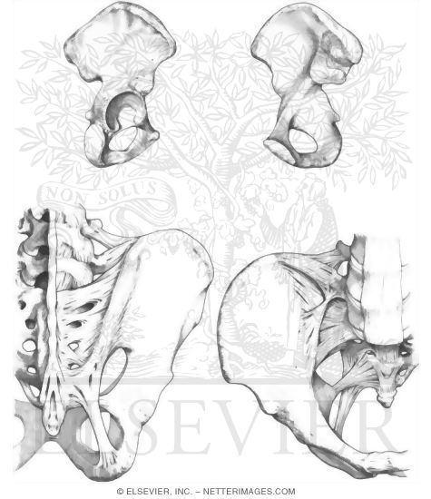 Pelvic Girdle