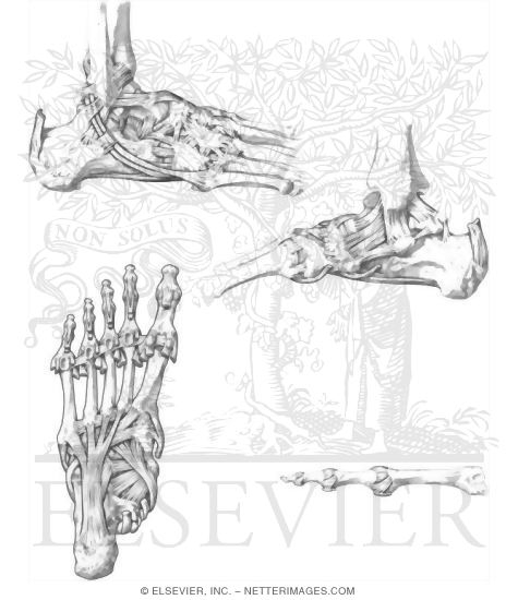 Ankle and Foot Joints