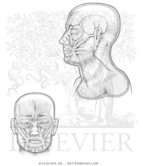 Muscles of Facial Expression