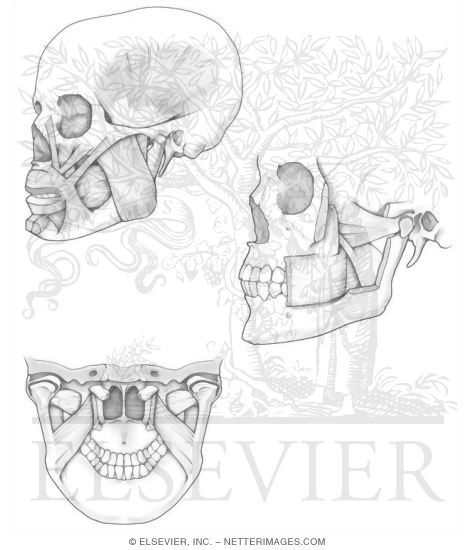 Illustrations in Anatomy Coloring Book - Hansen 1E nervous system diagram printable 