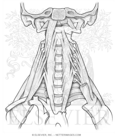 Prevertebral Muscles