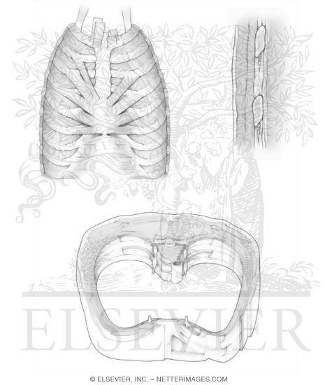 Thoracic Wall Muscles