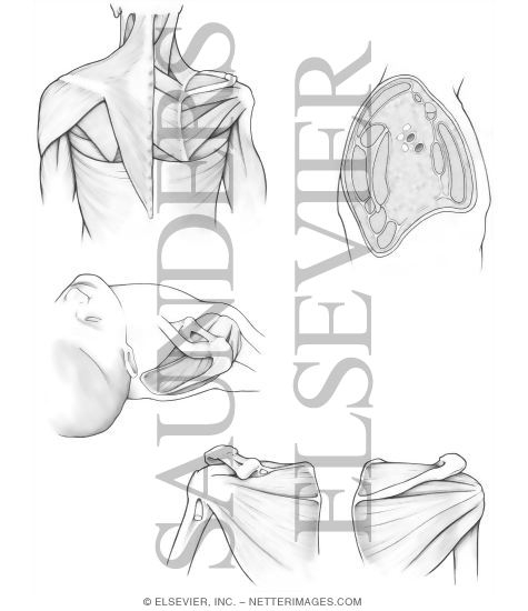 Posterior Shoulder Muscles