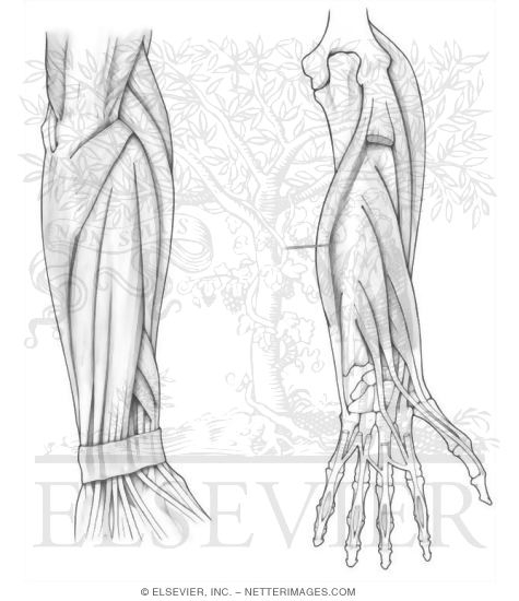 Posterior Forearm Muscles