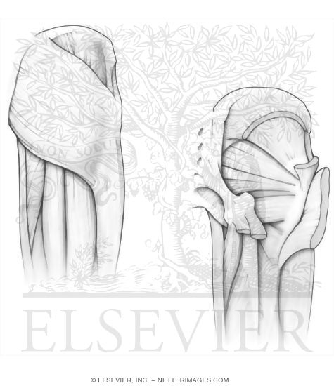Gluteal Muscles