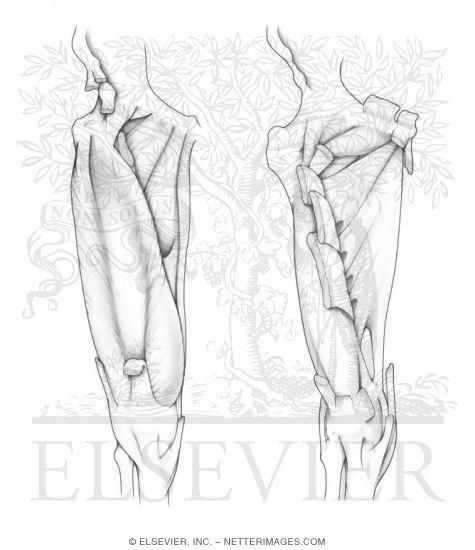 Medial Thigh Muscles